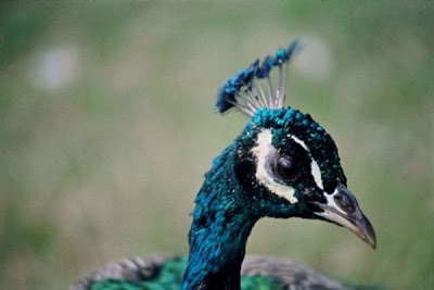 Common Peafowl