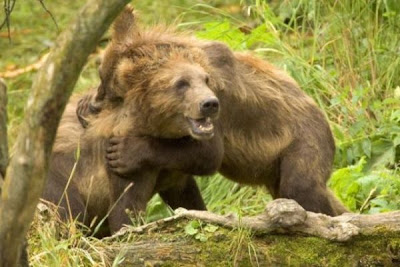 Brown Bear Brown Bear