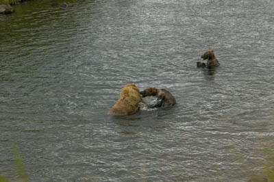 Brown Bear Brown Bear