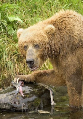 Brown Bear Brown Bear