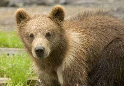 Brown Bear Brown Bear