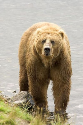 Brown Bear Brown Bear