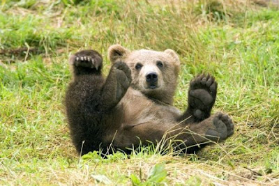 Brown Bear Brown Bear