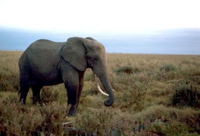African savannah elephant