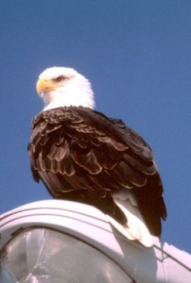 Bald Eagle Bald Eagle