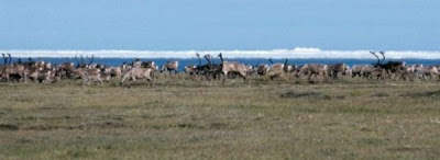 Rangifer tarandus,
caribou,
reindeer