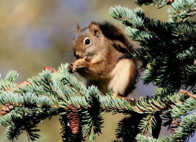 Tamiasciurus hudsonicus,
red squirrel,
&eacute;cureuil roux,
&Uacute;cureuil roux