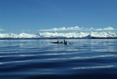 Killer Whale