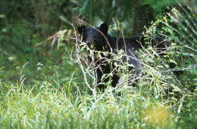 American Black Bear American Black Bear