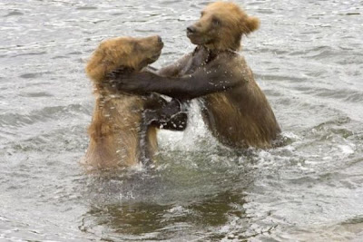 Brown Bear Brown Bear