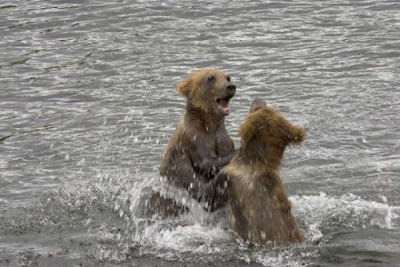 Brown Bear Brown Bear