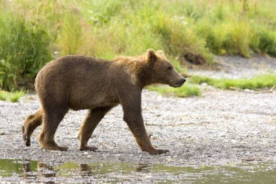 Brown Bear Brown Bear