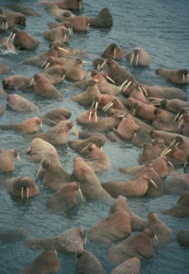 Walrus