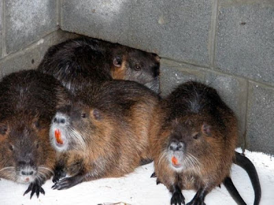 Coypu Coypu