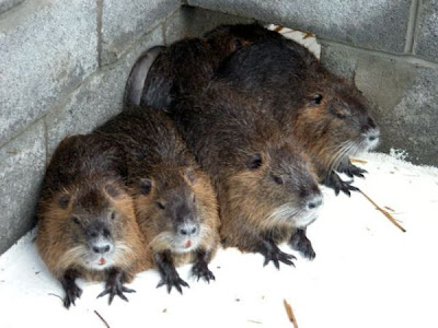 Coypu Coypu