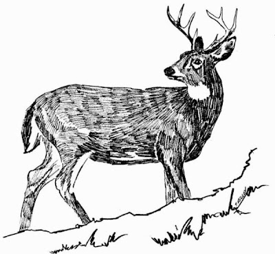 Odocoileus virginianus,
cerf de Virginie,
Venado cola blanca,
white-tailed deer