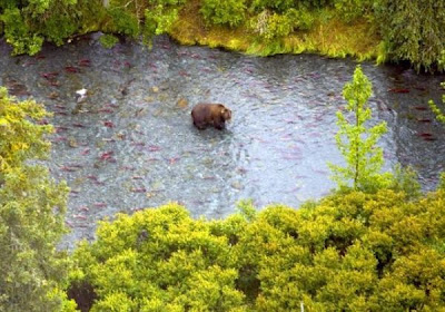 Brown Bear Brown Bear