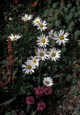 Arctic chrysanthemum Arctic chrysanthemum