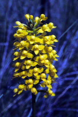 Habenaria integra