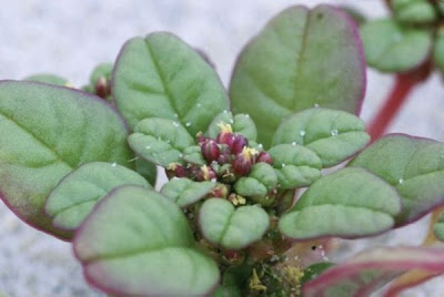 Coast amaranth Coast amaranth