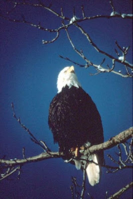 Bald Eagle Bald Eagle