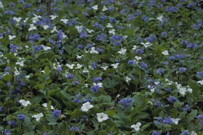 Large white trillium