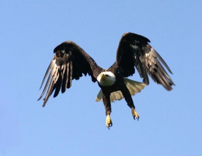 Bald Eagle Bald Eagle