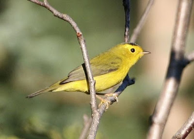 Wilsonia pusilla,
Chipe corona negra,
Chipe de Coronilla Negra,
M&ouml;nchswalds&auml;nger,
Parula di Wilson,
paruline &agrave; calotte noire,
paruline &Oacute; calotte noire,
Wilson's Warbler