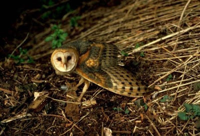 Tyto alba,
Barbagianni comune,
Barn Owl,
Common Barn-Owl,
Coruja-das-torres,
effraie de clochers,
Effraie des clochers,
Lechuza Com&uacute;n,
Lechuza de campanario,
Schleiereule