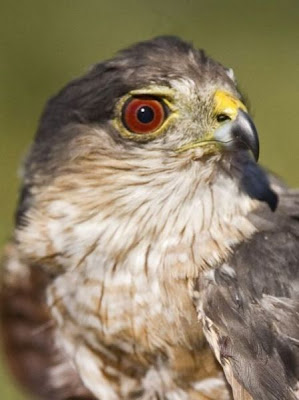Accipiter striatus,
epervier brun,
Gavil&aacute;n pecho rufo,
Sharp-shinned Hawk