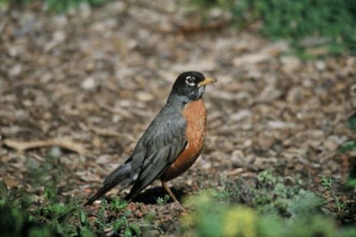 American Robin American Robin