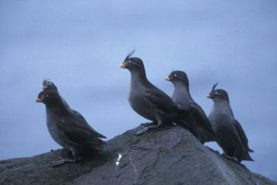 Aethia cristatella,
Alca minore crestata,
Alcuela crestada,
Crested Auklet,
M&eacute;rgulo Empenachado,
Schopfalk,
Starique cristatelle