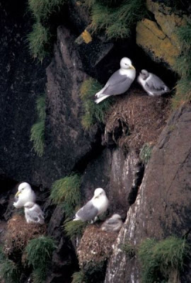 Black-legged Kittiwake Black-legged Kittiwake
