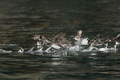 Aethia psittacula,
Alca minore pappagallo,
Mérgulo Lorito,
Parakeet Auklet,
Rotschnabelalk,
Starique perroquet Aethia psittacula,
Alca minore pappagallo,
Mérgulo Lorito,
Parakeet Auklet,
Rotschnabelalk,
Starique perroquet