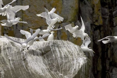 Black-legged Kittiwake Black-legged Kittiwake