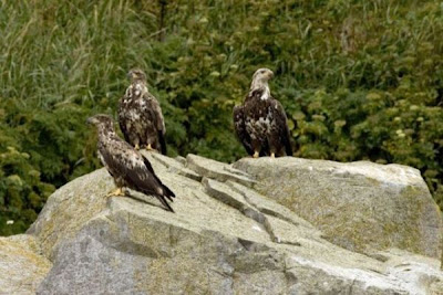 Bald Eagle Bald Eagle