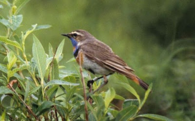 Blaukehlchen Blaukehlchen