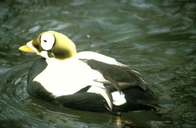 Eider-de-lunetas Eider-de-lunetas