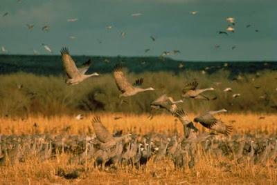 Grus canadensis,
Grou do Canad&aacute;,
Gru canadese,
grue du Canada,
Grulla Canadiense,
Grulla gris,
Kanadakranich,
Sandhill Crane