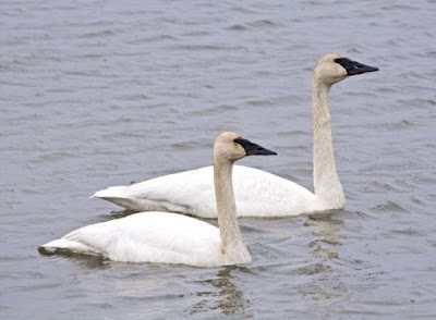 Cygne trompette