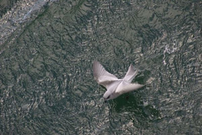 Oceanodroma furcata,
Fork-tailed Storm Petrel,
Fork-tailed Storm-Petrel,
Oc&eacute;anite &agrave; queue fourchue,
Oc&Uacute;anite &Oacute; queue fourchue