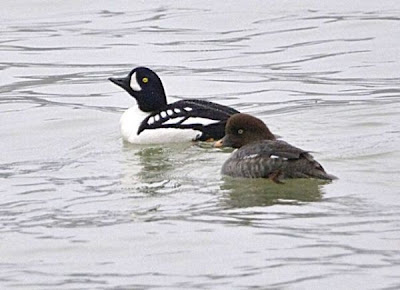Bucephala islandica,
Barrow's Goldeneye,
garrot d'Islande,
Pato da Isl&acirc;ndia,
Porr&oacute;n Isl&aacute;ndico,
Quattrocchi islandico,
Spatelente