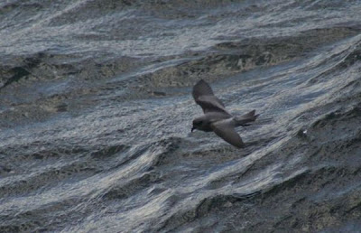 Oceanodroma furcata,
Fork-tailed Storm Petrel,
Fork-tailed Storm-Petrel,
Oc&eacute;anite &agrave; queue fourchue,
Oc&Uacute;anite &Oacute; queue fourchue