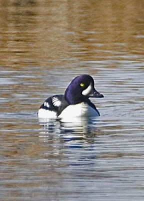 Bucephala islandica,
Barrow's Goldeneye,
garrot d'Islande,
Pato da Isl&acirc;ndia,
Porr&oacute;n Isl&aacute;ndico,
Quattrocchi islandico,
Spatelente