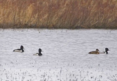 Aythya collaris,
fuligule &agrave; collier,
Moriglione dal collare,
Pato pico anillado,
Porr&oacute;n Acollarado,
Ring-necked Duck,
Ringschnabelente,
Zarro-de-colar