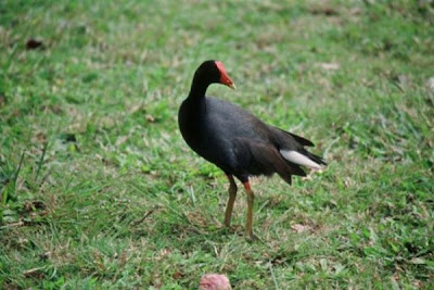 Common Moorhen Common Moorhen