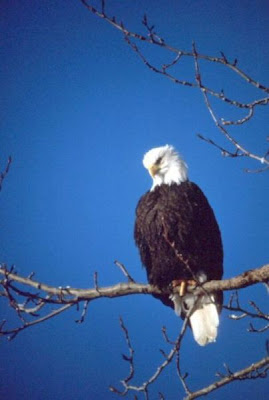 Bald Eagle Bald Eagle