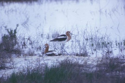 Avocette d'Am�rique