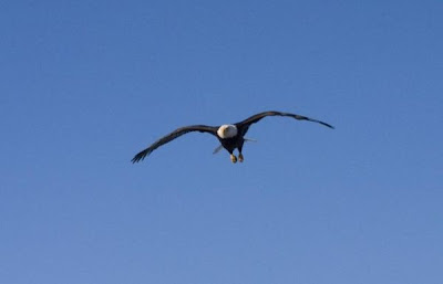 Bald Eagle Bald Eagle