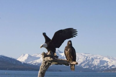 Bald Eagle Bald Eagle